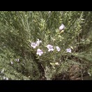 Eremophila scoparia